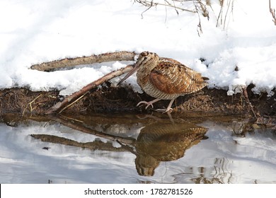 Eurasian Woodcock In The Water