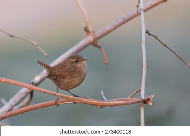 Eurasian Wren