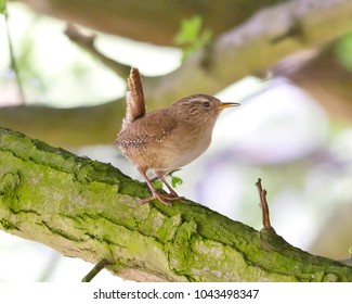 Eurasian Wren Bird Distinct Brown Mottled Stock Photo 1043498347 ...