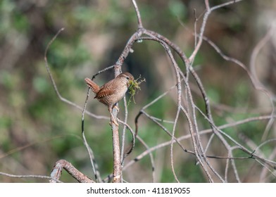 Eurasian Wren Carrying Building Material For Its Nest