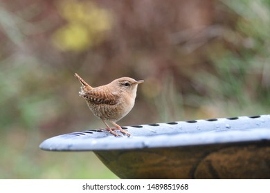 Eurasian Wren Drink On A Bird Bath