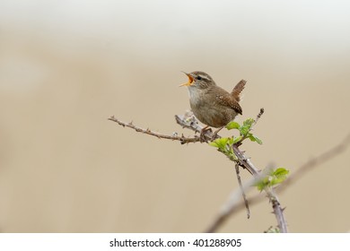 The Eurasian Wren Singing