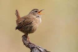 Eurasian Wren singing on a branch. The Eurasian Wren (Troglodytes troglodytes) is a very small insectivorous bird., a Nature Photo by Catleesi