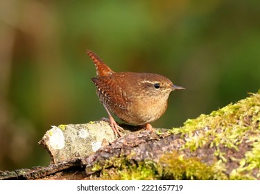 The Eurasian Wren (Troglodytes Troglodytes)