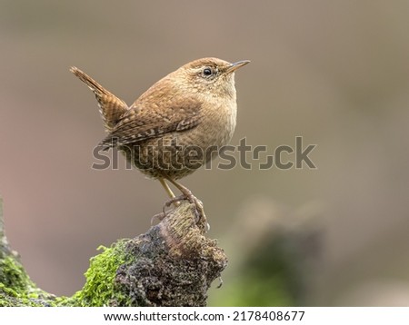 Eurasian wren (Troglodytes troglodytes) is a very small insectivorous bird. Tiny european songbird on branch. Little animal looking innocent while sitting with erect tail. Netherlands.
