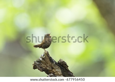 Similar – Image, Stock Photo Curious bird Nature Animal