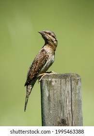 Eurasian Wryneck (Jynx torquilla), the ant hunter, perching and turning around on a roundpole with a green defocused background