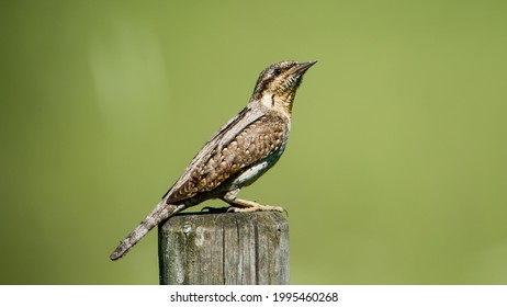 Eurasian Wryneck (Jynx torwuilla), the ant hunter perching on a roundpole with a green defocused background