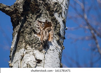 The Eurasian wryneck or northern wryneck (Jynx torquilla) is a species of the woodpecker family. The Eurasian wryneck or northern wryneck (Jynx torquilla) on a tree near the nest. - Shutterstock ID 1611781471