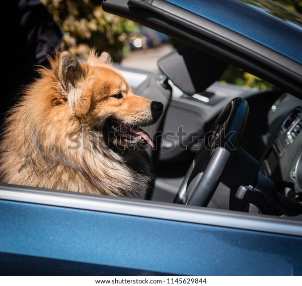 Eurasier Dog\
Driving