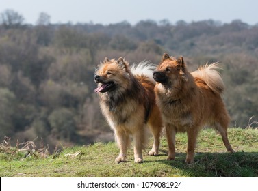 Eurasier Images Stock Photos Vectors Shutterstock - 