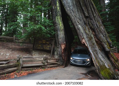 Eureka, CA - October 21 2019: A Car Drives Through The Famous Drive-thru Redwood Tree, Near Humboldt Redwoods State Park.