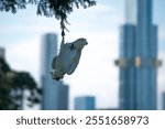 Eureka tower cockatoo white sky