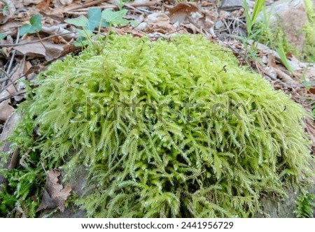 Eurhynchium striatum or common striated feather-moss plant in the forest near Salas,Asturias,Spain
