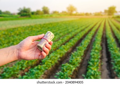 Euro Bills In The Hands Of A Farmer On A Background Of Plantation. Profit, Income From Agribusiness Concept. Agricultural Startups. Support And Subsidies. Farm Loans. Selective Focus