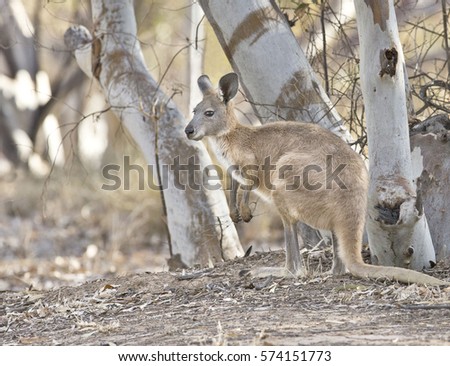 Euro Wallaroo (Macropus robustus) are between a wallaby and a kangaroo and come in lots of different soft mushroom colours, of medium size, they are a gentle and shy marsupial.
