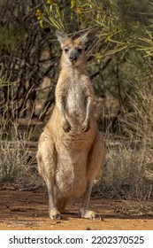 Euro Wallaroo in Northern Territory Australia - Shutterstock ID 2202370525