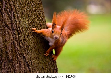 Euroasian Red Squirrel