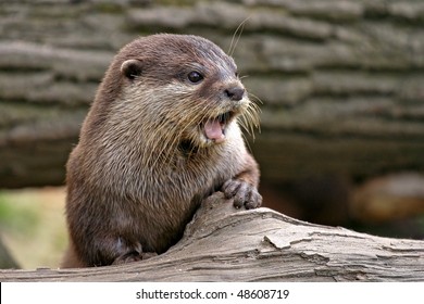 Euroasian River Otter