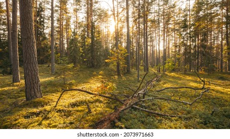 Europe. Forest Time Lapse, Timelapse. Beautiful Sunset Sun Sunshine In Sunny Autumn Coniferous Forest. Sunlight Sunrays Shine Through Woods In Forest Landscape. View Of Fallen Tree Trunk. 4K.