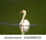 Europe , France , Alsace , Haut Rhin , white swan in the Petite Camargue Alsacienne nature reserve