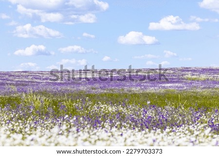 Europe, Portugal, Evora. Field of white daisies and purple sage in Portugal.