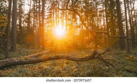 Europe. Time Lapse. Beautiful Sunset Sun Sunshine In Sunny Autumn Forest. Sunlight Sunrays Shine Through Woods In Forest Landscape. Fallen Tree Trunk. 4K.