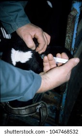 Europe UK Bedfordshire 1997. Farm Worker Injecting Holstein Friesian Calf Behind Horn Bud. Calf Secure In Crate With Nose Strap. Male Caucasian Farm Workers Hands On Animal.