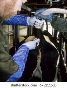 Europe UK Bedfordshire 1997.  Farm Worker Injecting Holstein Friesian Cow. Cow In Secure Crate.