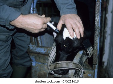 Europe UK Bedfordshire 1997. Farm Worker Injecting Holstein Friesian Calf Behind Horn Bud. Calf Secure In Crate With Nose Strap.