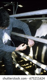 Europe UK Bedfordshire 1997.  Farm Worker Injecting Holstein Friesian Cow. Cow In Secure Crate.