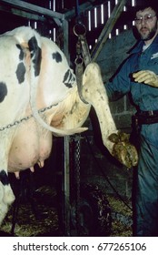 Europe UK Bedfordshire Radwell 1997. Holstein Friesian Cow In Cattle Crate For Foot Trimming By Farm Worker. Rear View Of Cow With Right Leg In Noose.