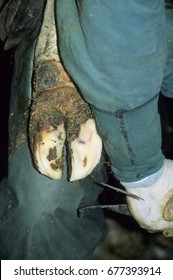 Europe UK Bedfordshire Radwell 1997. Holstein Friesian Cow Foot Trimming By Farm Worker. Rear View Of Cow With Right Leg In Lap Of Foot Trimmer. Close Up Of Cows Hoof.