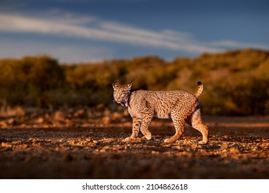 Europe Wildlife. Iberian Lynx, Lynx Pardinus, Wild Cat Endemic Spain In Europe. Rare Cat Walk In The Nature Habitat. Canine Feline With Spot Fur Coat, Evening Sunset Light.