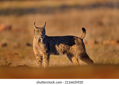 Europe Wildlife. Iberian Lynx, Lynx Pardinus, Wild Cat Endemic Spain In Europe. Rare Cat Walk In The Nature Habitat. Canine Feline With Spot Fur Coat, Evening Sunset Light. Traveling In Spain.