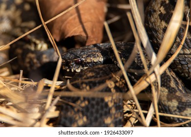 European Adder Bargerveen Netherlands Stock Photo 1926433097 | Shutterstock