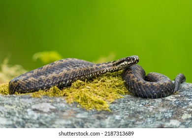 European Adder On Moss And Rock