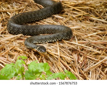 European adder snake in hay 库存照片