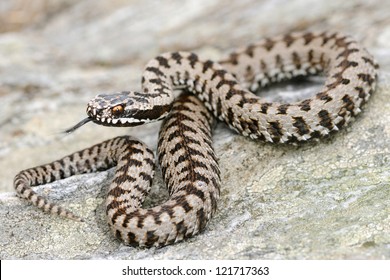 European Adder (Vipera Berus)