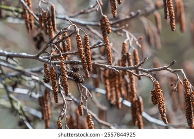 European alder Alnus glutinosa branch with mature female catkins, blooming male catkins and dark cones on natural background. Selective focus. The coming of spring. Traditional medicine. - Powered by Shutterstock