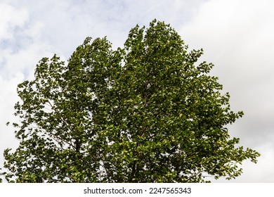 European alder tree in forest. Leaf of Field maple swaying on the wind in nature at summer. Close-up shot of green leaves.