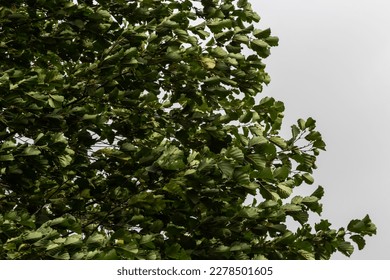 European alder tree in forest. Leaf of Field maple swaying on the wind in nature at summer. Close-up shot of green leaves.