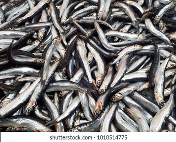 European Anchovy Hamsi Turkish Fish Species Stock Photo (Edit Now ...