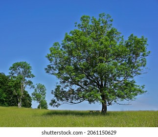 European Ash, On The Swabian Alps, Germany