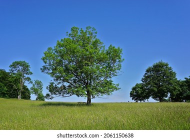 European Ash, On The Swabian Alps, Germany