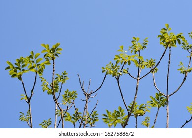 European Ash Tree - Latin Name - Fraxinus Excelsior