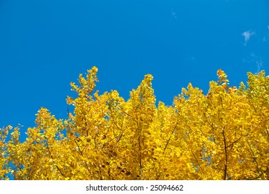 European Aspen With Bright Yellow Leaves. Copy Space On The Top.