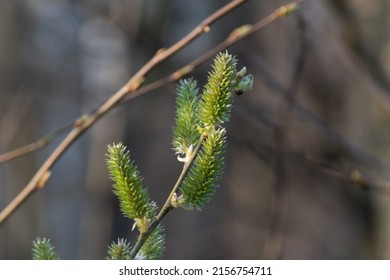 European Aspen Catkin Close Up, Twig With Green Female Catkin With Seed