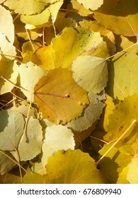 European Aspen leaves, Populus tremula covering the ground in the fall. Closeup from above