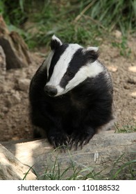 European Badger